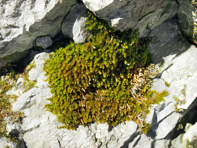 P2172491