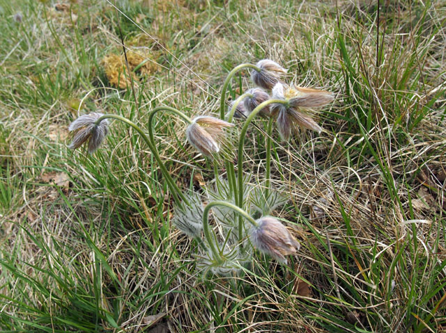 P4072794