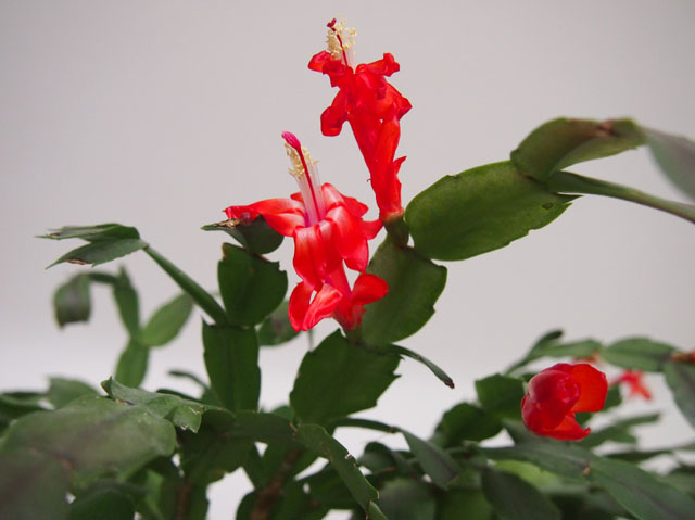P1000016_P5283344