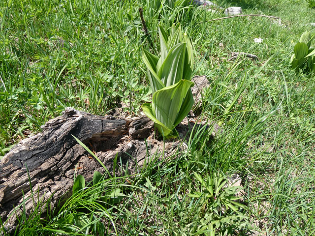 P1000151