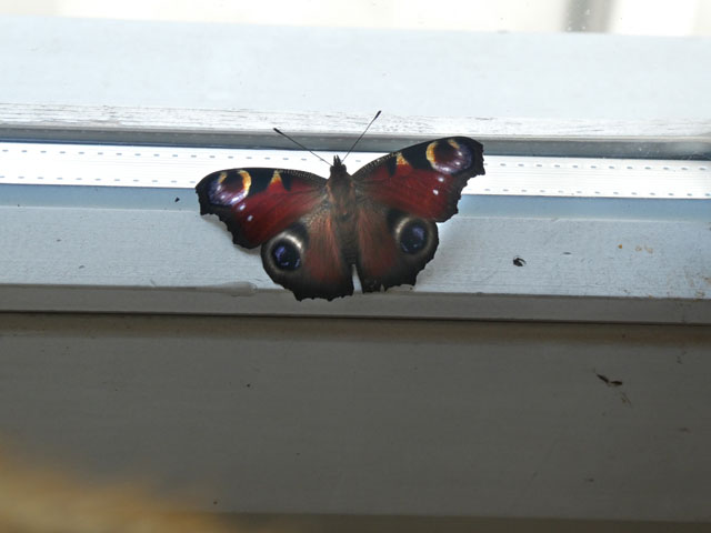 P1000471_k