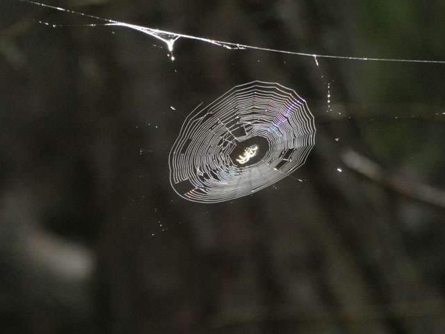 P1001102