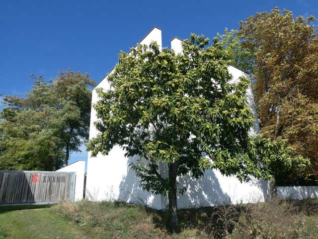 P1001809